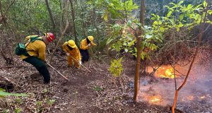 Bomberos reporta 121 fuegos forestales en lo que va del año