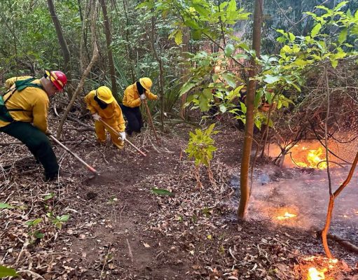 Bomberos reporta 121 fuegos forestales en lo que va del año