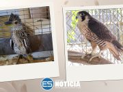 DRNA cuida siete aves nativas en proceso de rehabilitación