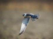 DRNA cuida siete aves nativas en proceso de rehabilitación