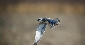 DRNA cuida siete aves nativas en proceso de rehabilitación