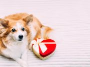 San Valentín: Dulce celebración que puede ser peligrosa para perros y gatos