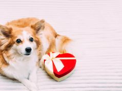 San Valentín: Dulce celebración que puede ser peligrosa para perros y gatos