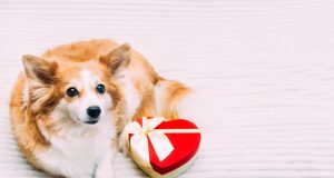 San Valentín: Dulce celebración que puede ser peligrosa para perros y gatos