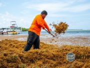 DRNA se prepara para temporada de gran cantidad de sargazo