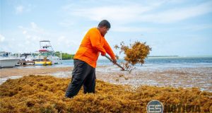 DRNA se prepara para temporada de gran cantidad de sargazo