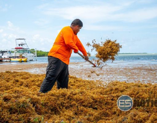 DRNA se prepara para temporada de gran cantidad de sargazo
