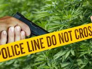 Verificarán cuántos asesinos o personas que usan cannabis tienen la licencia de portar armas de fuego