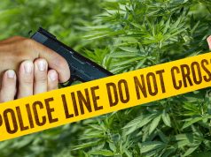 Verificarán cuántos asesinos o personas que usan cannabis tienen la licencia de portar armas de fuego