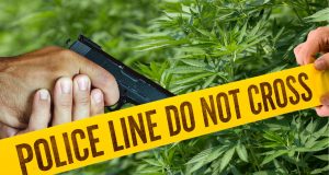 Verificarán cuántos asesinos o personas que usan cannabis tienen la licencia de portar armas de fuego