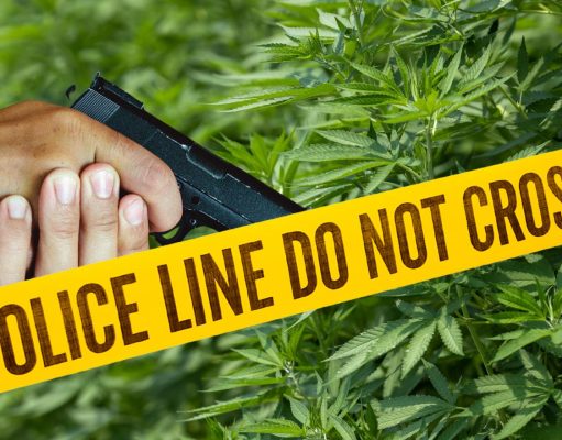 Verificarán cuántos asesinos o personas que usan cannabis tienen la licencia de portar armas de fuego