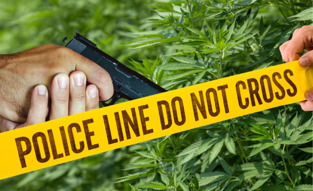 policía cannabis