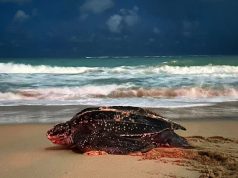 Llega tinglar ‘Gloria’ a desovar en San Juan