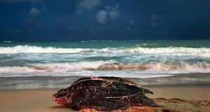 Llega tinglar ‘Gloria’ a desovar en San Juan