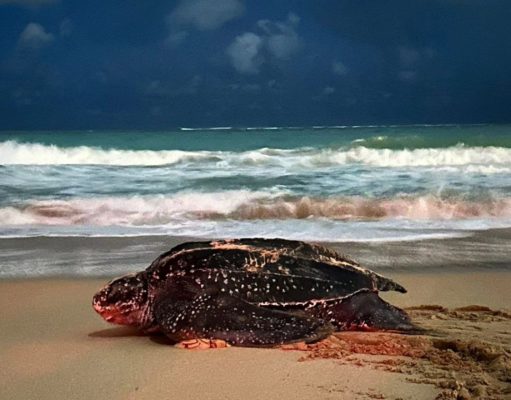 Llega tinglar ‘Gloria’ a desovar en San Juan