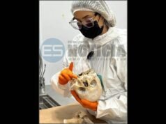 Identifican cuerpos hallados calcinados en Arecibo
