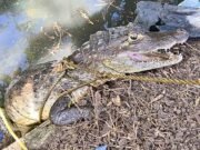 Policía ocupa drogas, recupera guagua y captura caimán