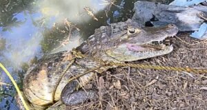 Policía ocupa drogas, recupera guagua y captura caimán