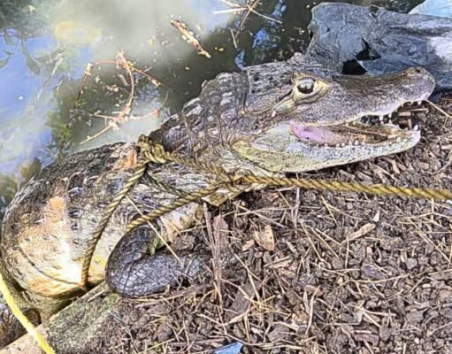 Policía ocupa drogas, recupera guagua y captura caimán