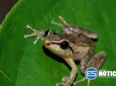 UPR-Ponce colabora con gobierno de Hawái