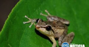 UPR-Ponce colabora con gobierno de Hawái