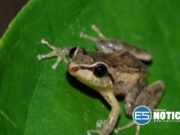 UPR-Ponce colabora con gobierno de Hawái