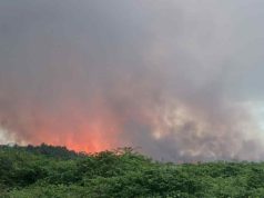 Fuego forestal arrasa más de 70 cuerdas en Vega Baja durante el fin de semana
