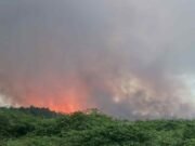 Fuego forestal arrasa más de 70 cuerdas en Vega Baja durante el fin de semana