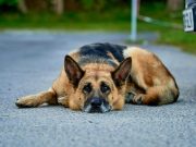 Niña de 6 años es atacada por un perro ‘Pastor alemán’