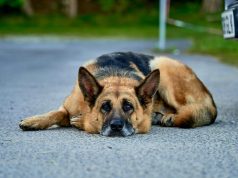 Niña de 6 años es atacada por un perro ‘Pastor alemán’