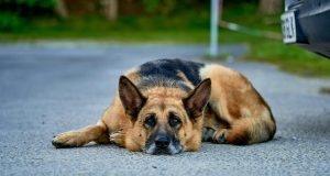 Niña de 6 años es atacada por un perro ‘Pastor alemán’