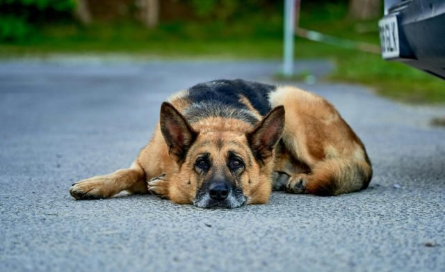 pastor-aleman-mascota perro 640x391