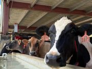 Vega Baja reconoce el legado de la familia Martínez Dairy