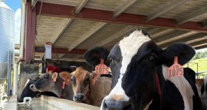 Vega Baja reconoce el legado de la familia Martínez Dairy