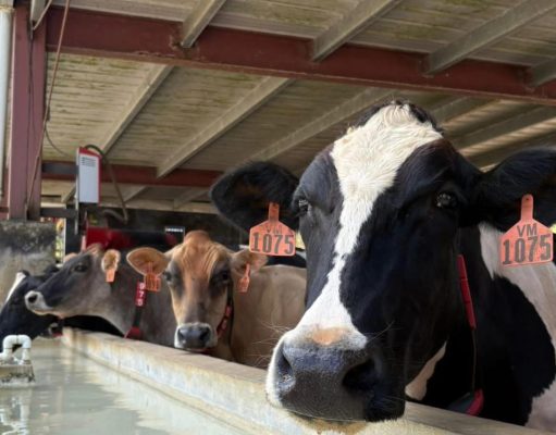 Vega Baja reconoce el legado de la familia Martínez Dairy
