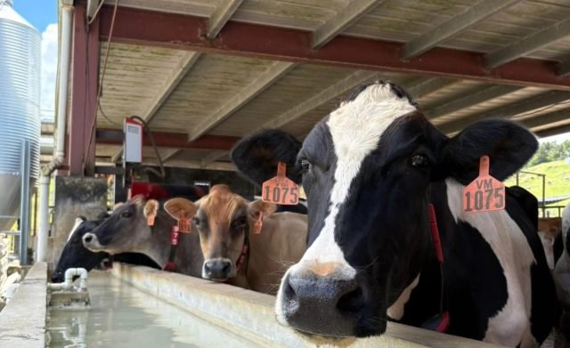 vacas-640x391