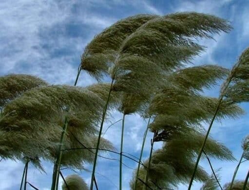 Condiciones ventosas aliviarán el calor en la región