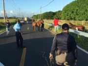 Vega Baja crea programa para adoptar caballos realengos