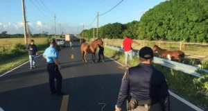 Vega Baja crea programa para adoptar caballos realengos