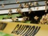 Muere hombre atacado por enjambre de abejas
