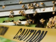 Muere hombre atacado por enjambre de abejas
