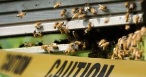 Muere hombre atacado por enjambre de abejas
