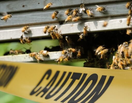 Muere hombre atacado por enjambre de abejas