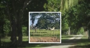 Avioneta cae en área de Loíza