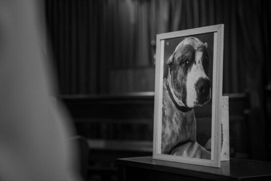 Funeraria estrenará capilla para mascotas con velatorio de can Dolores Esperanza