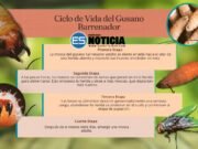 Detectan gusano barrenador en Texas
