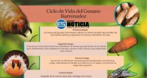 Detectan gusano barrenador en Texas