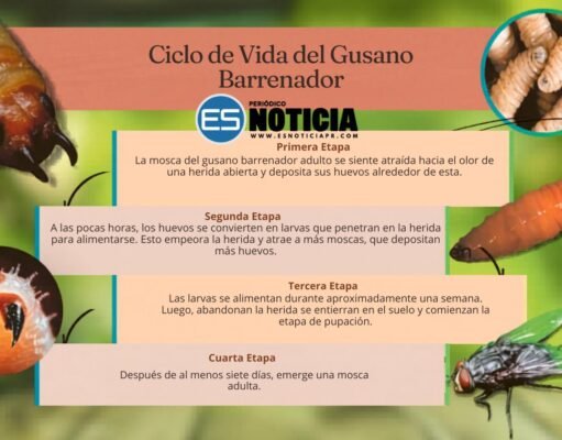 Detectan gusano barrenador en Texas