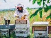 Picadas mortales: El peligro de las abejas