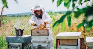 Picadas mortales: El peligro de las abejas